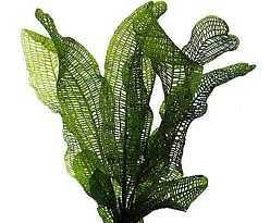 Aponogeton fenestralis