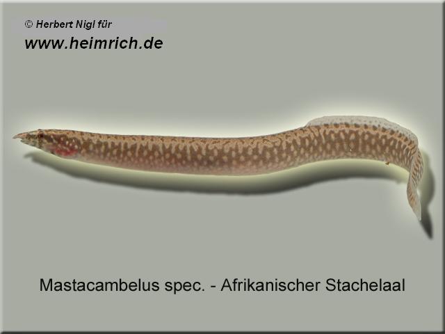 Mastacambelus spec. (Afrikanischer Stachelaal)
