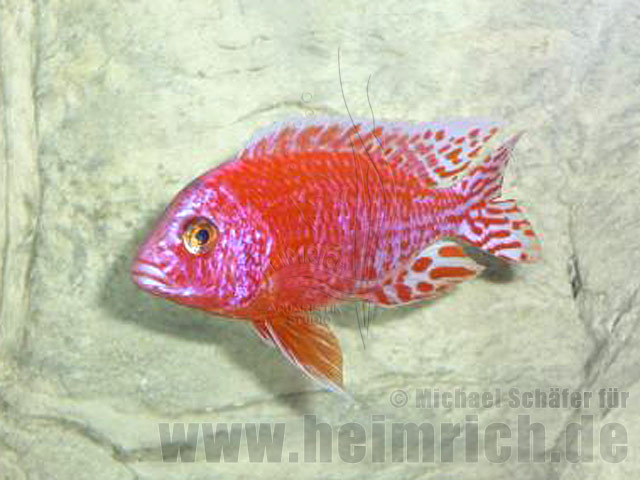 Aulonocara FIREFISH