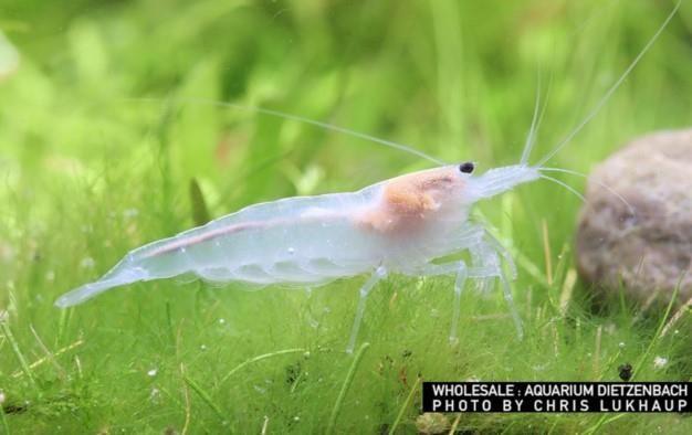 Caridina multidentata spec. SNOW (Amanogarnele SNOW)