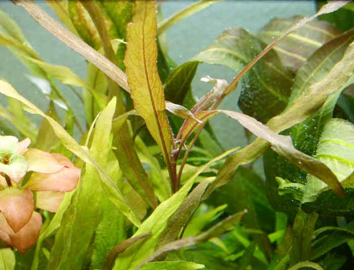 Nomaphila stricta var. parviflora