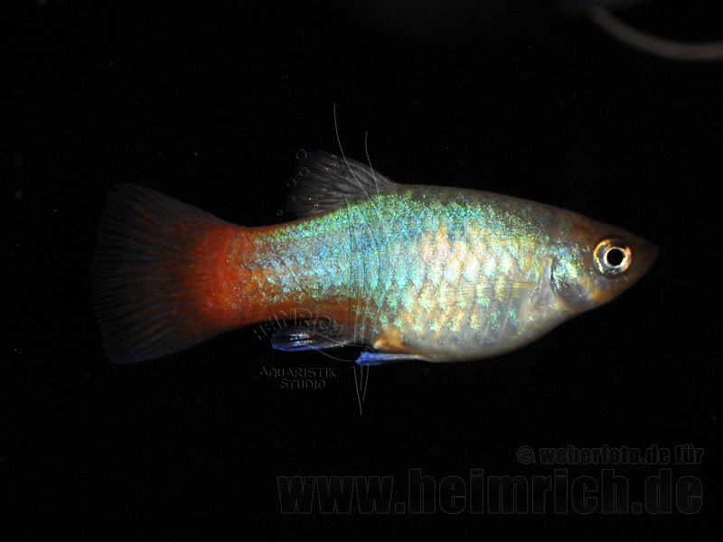 Platy "Papagei smaragd", lg (Xiph. mac., spec.)