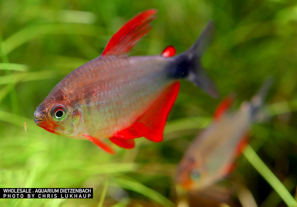 Hyphessobrycon peugeotorum, med (Peugeot-Salmler)