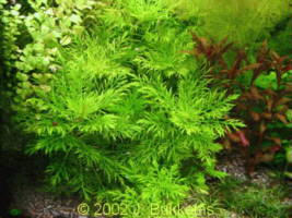 Hygrophila difformis, submers (Indischer Wasserstern)