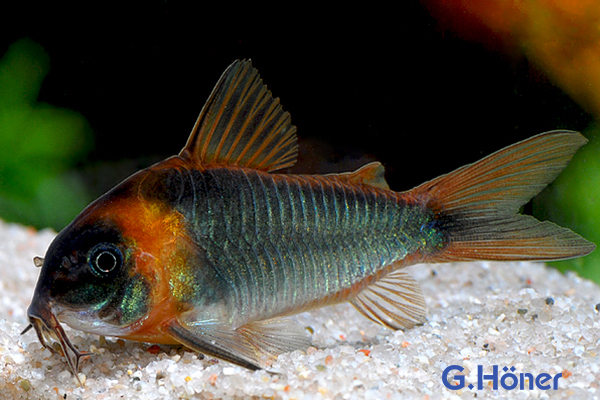 Corydoras eques tefe, XL  10er-Gruppe (Dreieckspanzerwels)-Copy