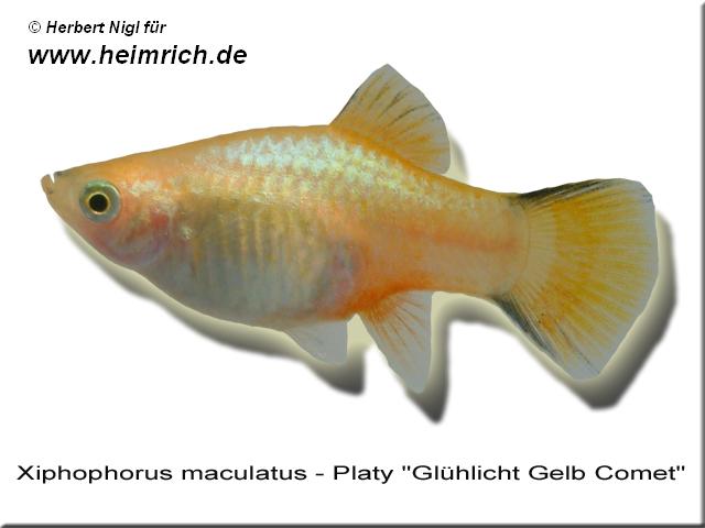Platy PREMIUM-"Glühlicht Gelb Comet", lg (Xiph. mac., spec.)