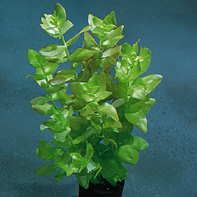Bacopa caroliana (Großes Fettblatt)