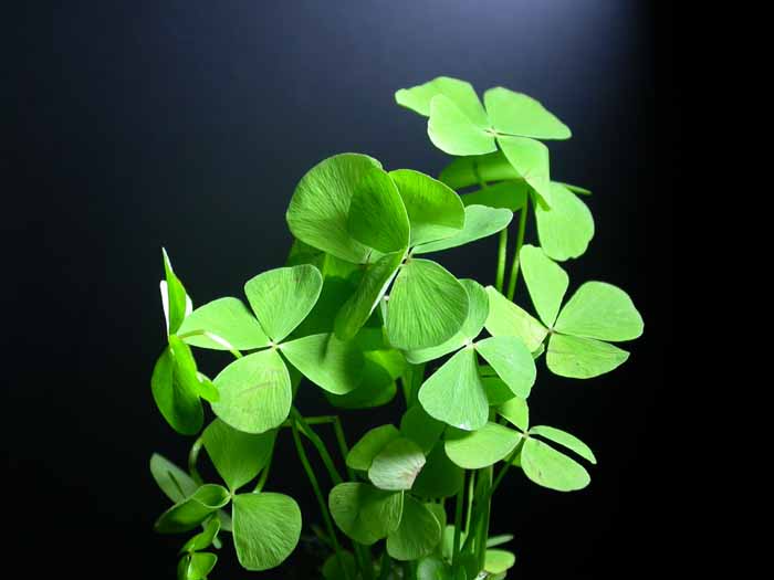 Marsilea hirsuta