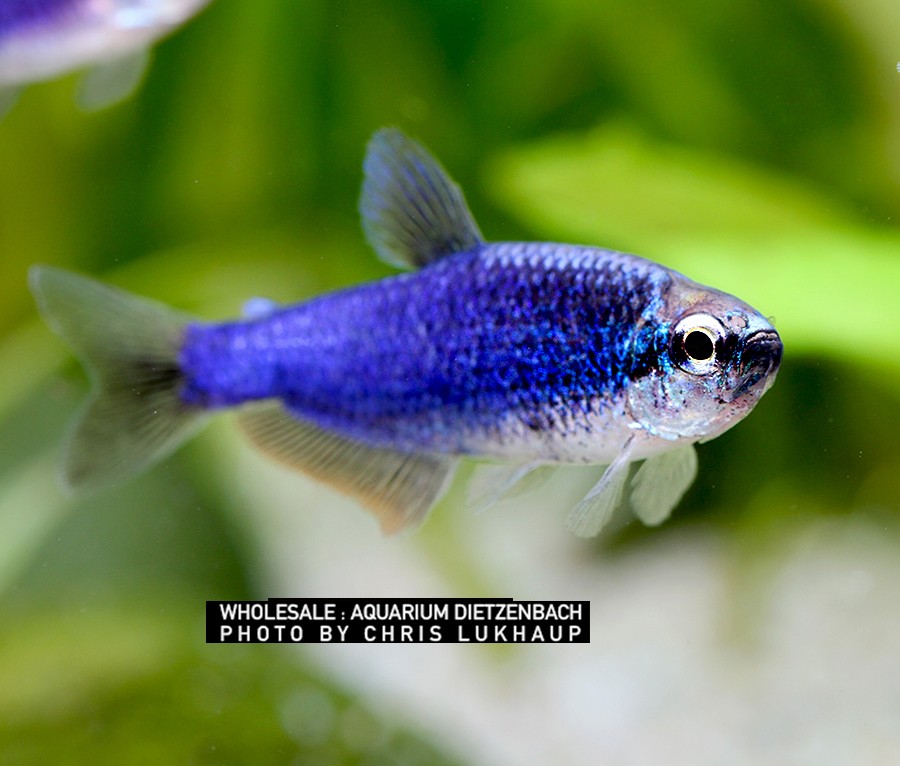 Inpaichthys kerri (Königssalmler super Blue)