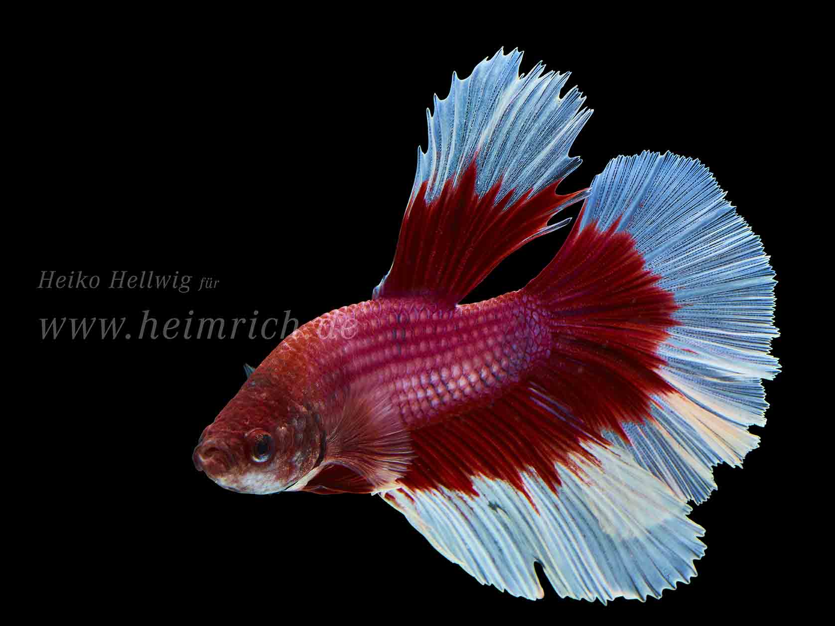 Siam. Kampffisch Halfmoon Fancy Rot-Weiss (Betta splendens)