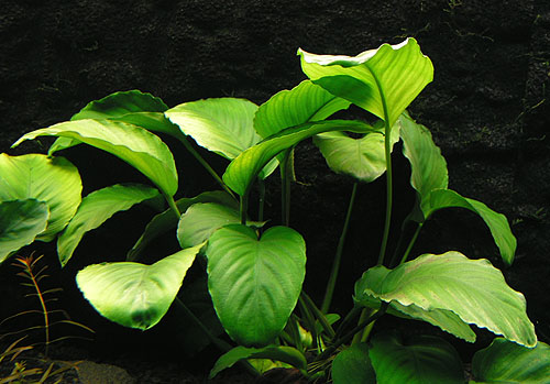 Anubia barteri var. caladifolia