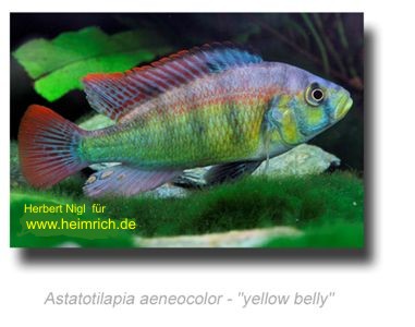 Astatotilapia aeneocolor "Yellow belly"