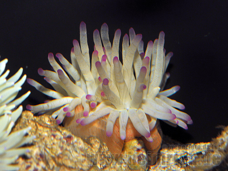 Condylactis gigantea (Karibische Goldrose)