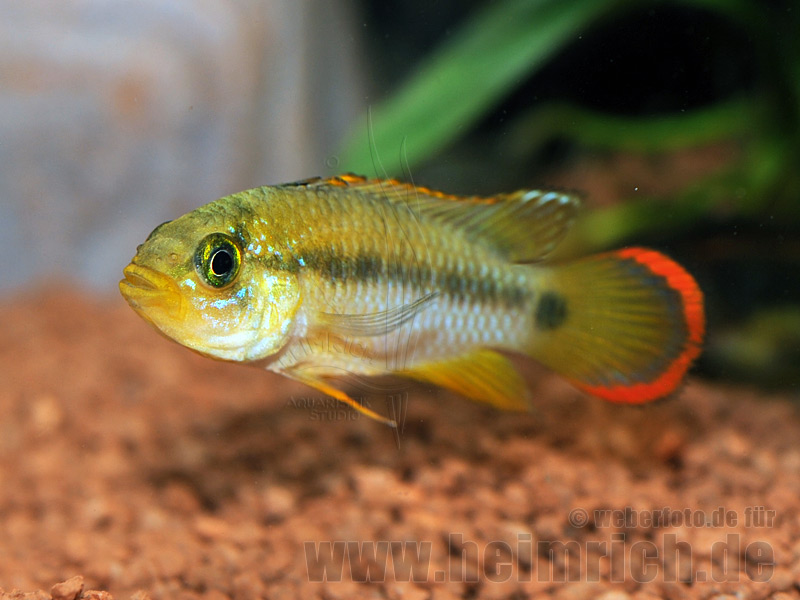 Apistogramma pandurini, männl. lg (Pandurini Zwergbuntbarsch)