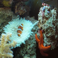 Heteractis malu (Hawaii-Anemone)