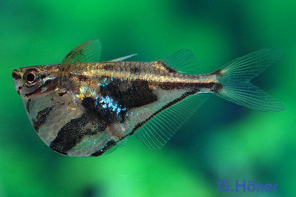Carnegiella strigata, 10er-Gruppe (Marmor Beilbauch)
