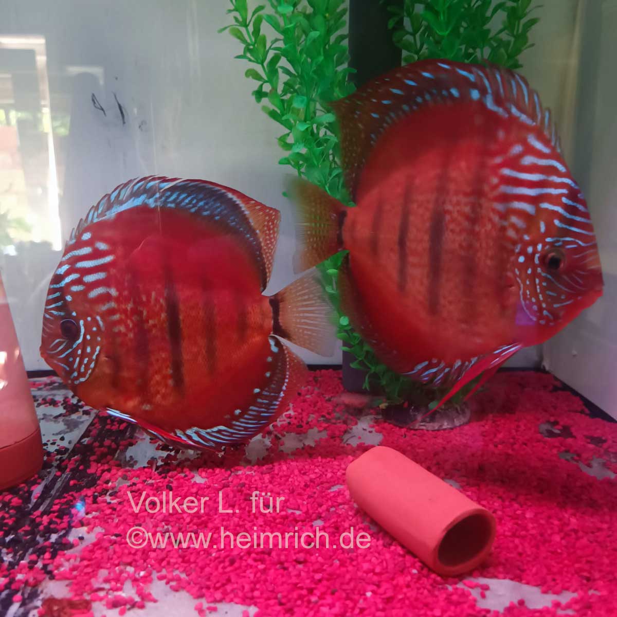 Diskus Red Ica Heckel - WFNZ, 6,5cm