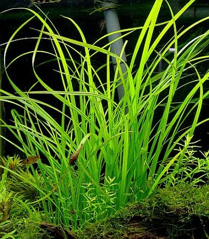 Cyperus helferi