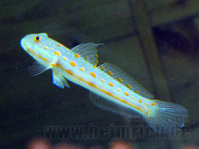 Valenciennea puellaris, med. (Maiden Schläfergrundel)