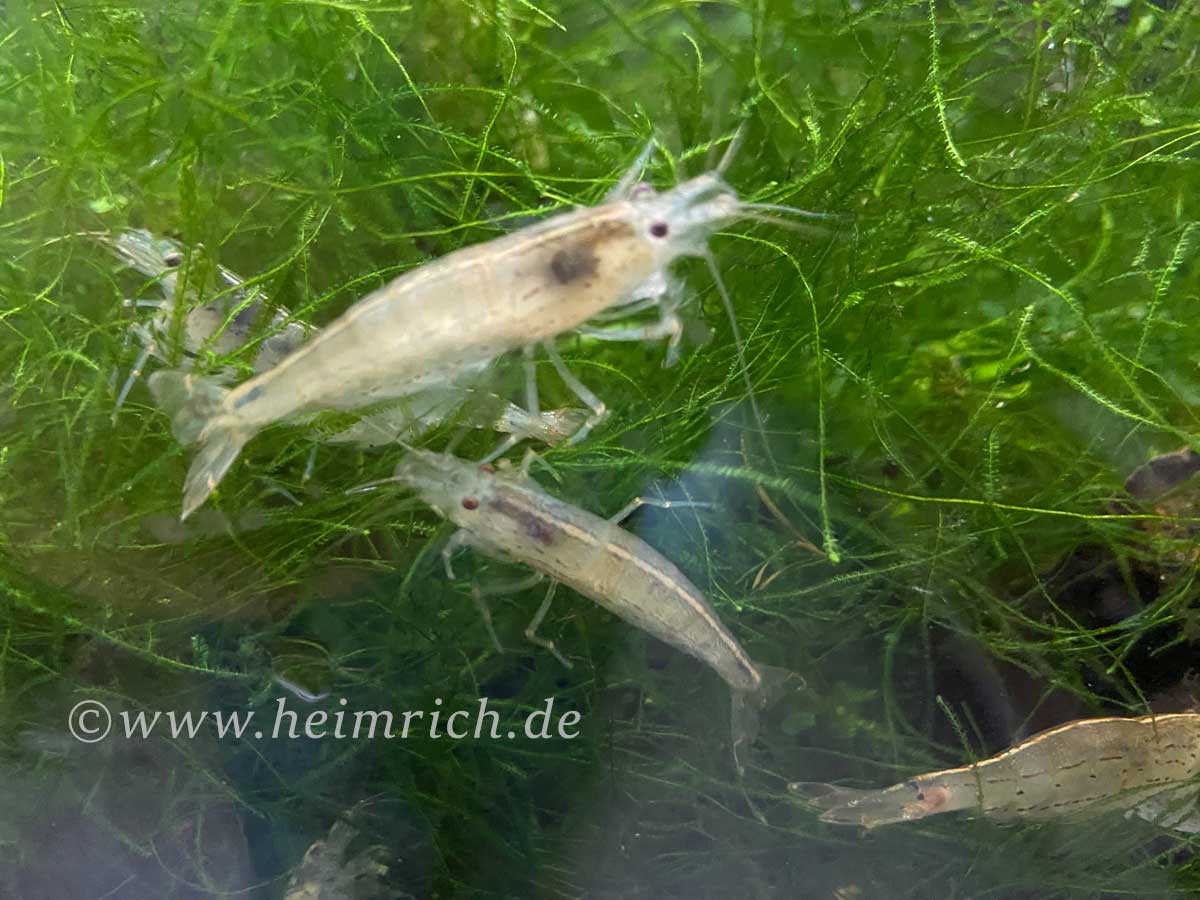 Caridina multidentata , 10er-Gruppe (Amanogarnele King Size SHOW)