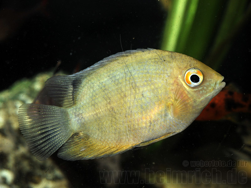 Cichlasoma serverum spec. GOLD, 6cm