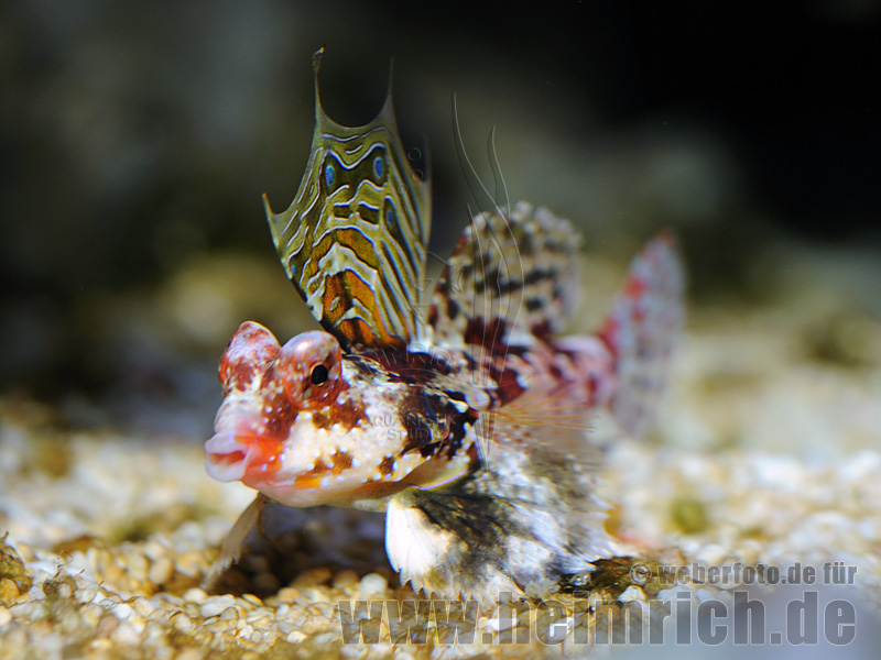 Stern-Mandarinfisch (Synchiropus stellatus)