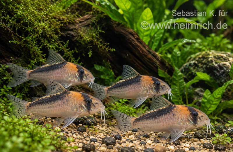 Corydoras brevirostris, High Fin CW27 3er-Gruppe (Schwarzsegel Panzerwels CW27)
