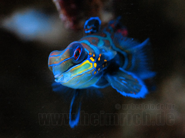 Mandarinfisch (Synchiropus splendidus)