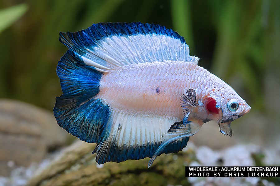 Siam. Kampffisch PREMIUM-Special 'Halfmoon Doubletail', lg (Betta splendens)