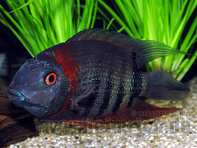 Heros efasciatus sp.'Rotkeil' WF-männl. (Rotkeil-Heros)
