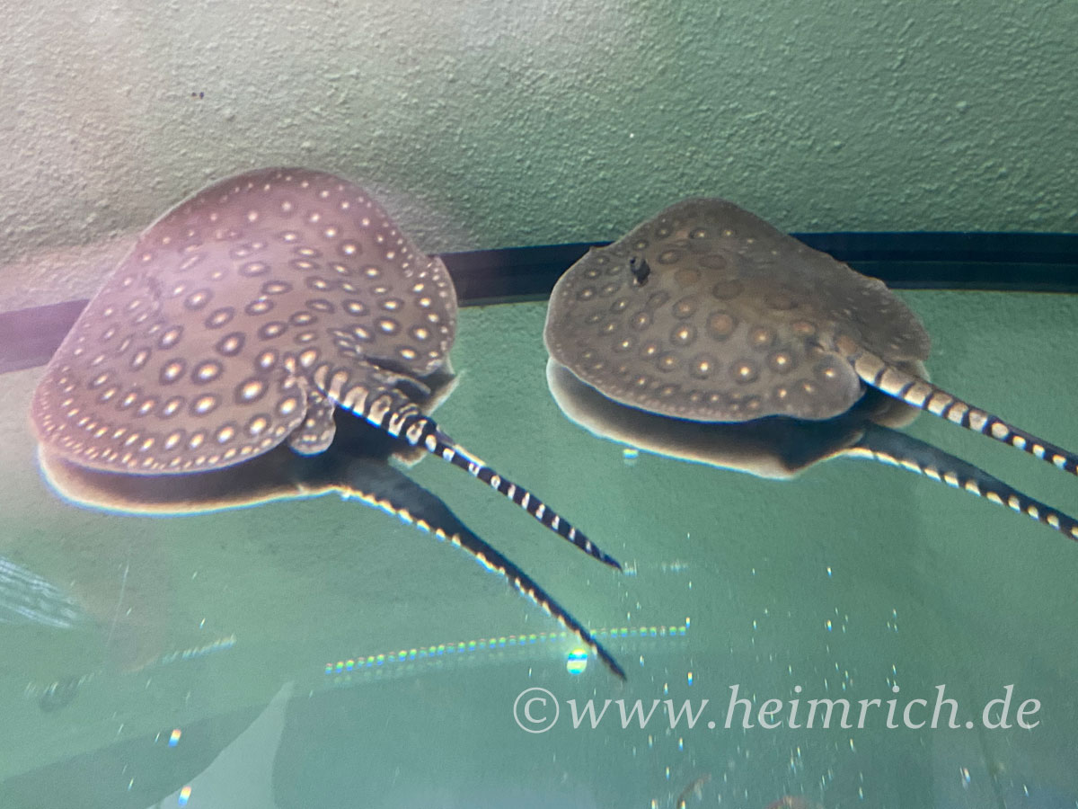 Potamotrygon motoro-pair (Pfauenaugen-Stechrochen)
