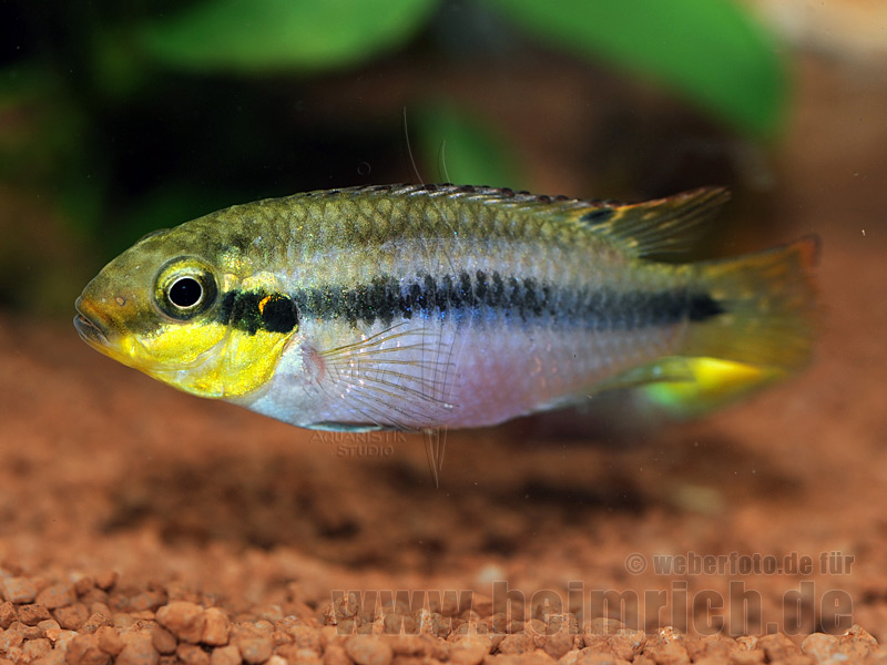 Pelviachromis subocellatus spec. Matadi, männl. (Prachtbarsche S