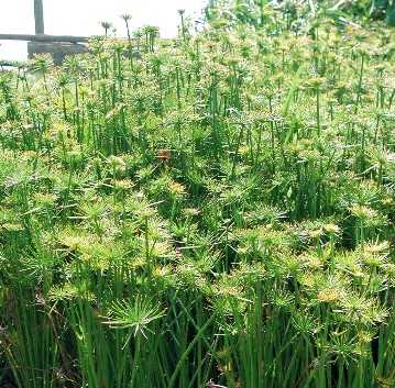 Cyperus haspans