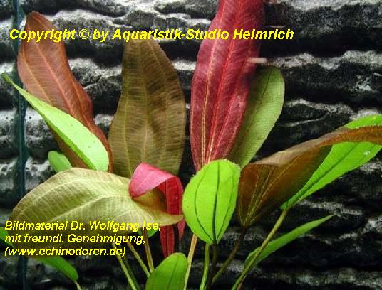 Echinodorus 'FANTASTIC COLOR'
