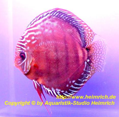 Diskus Alenquer - Größe 14cm