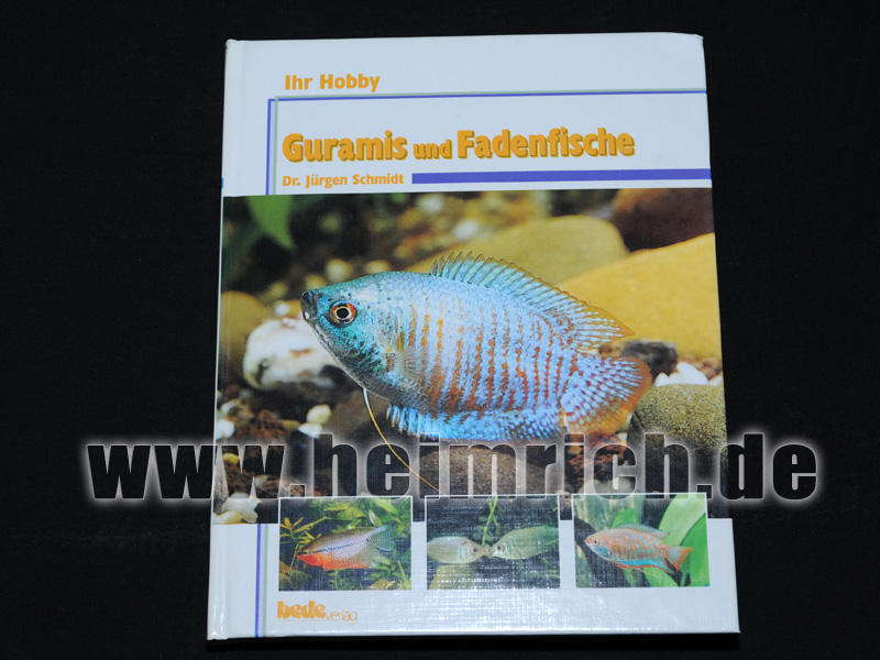 Guramis und Fadenfische