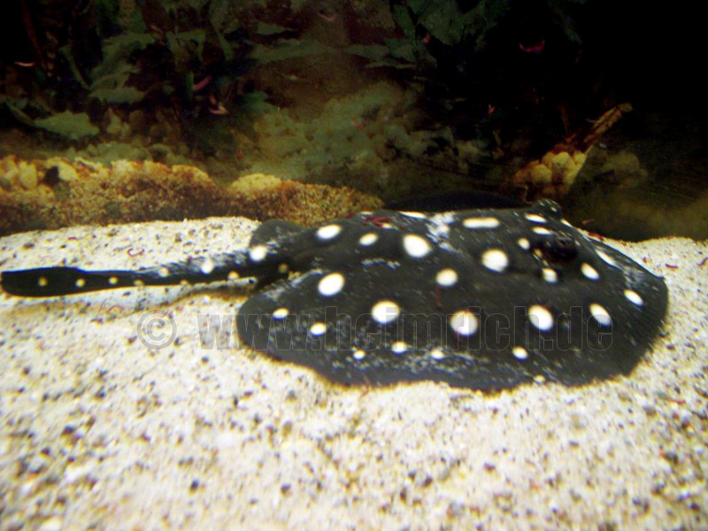 Potamotrygon leopoldi, weibl. 18cm (Schwarze- od. Eclipse-Rochen