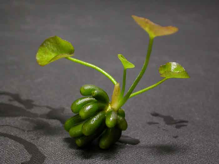 Nymphoides aquatica