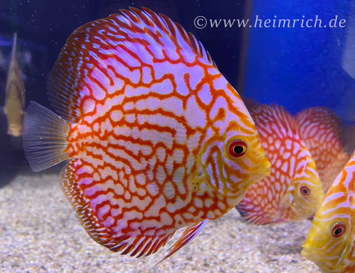 Diskus Checkerboard, 6,5cm