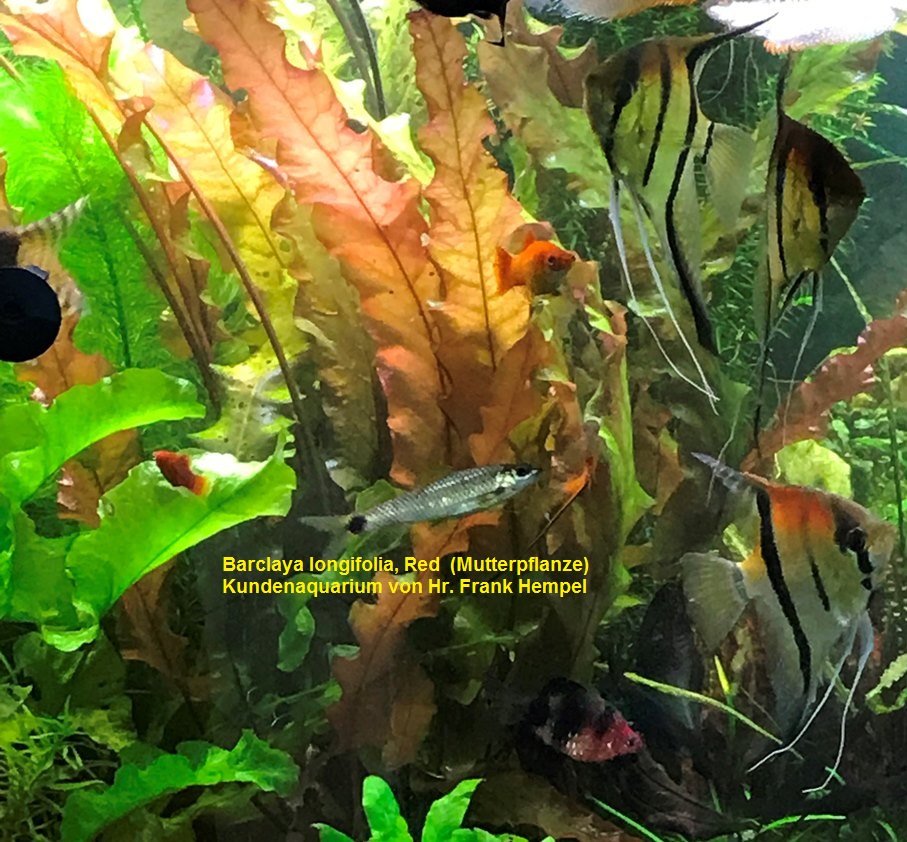 Barclaya longifolia, spec.red (Mutterpflanze)