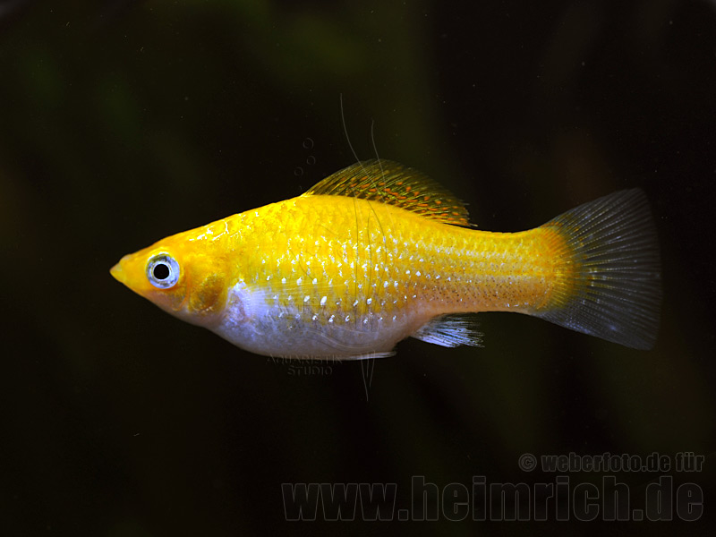 Poecilia latipinna, Neon Orange lg (Breitflossenkärpfling)