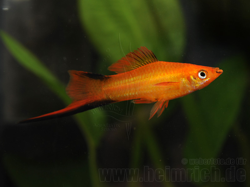 Schwertträger "Red Comet", lg (Xiph. hell., spec. Red Comet)
