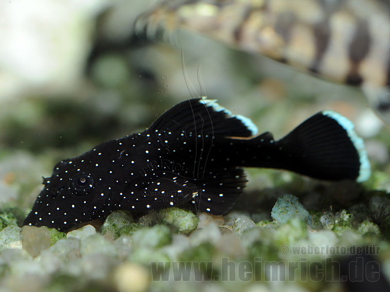 L181 Weißsaum-Ancistrus, med (Ancistrus dolichopterus)