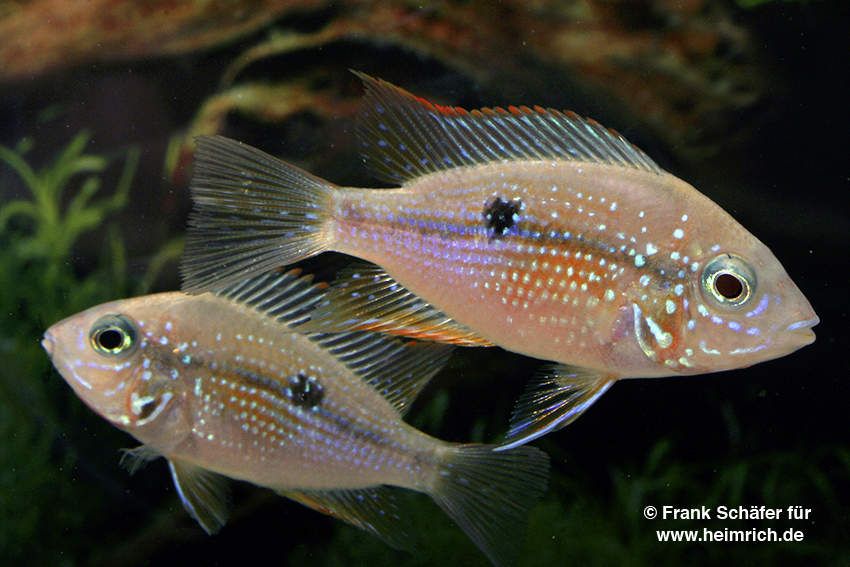 Thorichthys maculipinnis spec. Intensiv Red XL, female