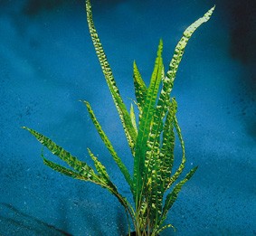Cryptocoryne balansae