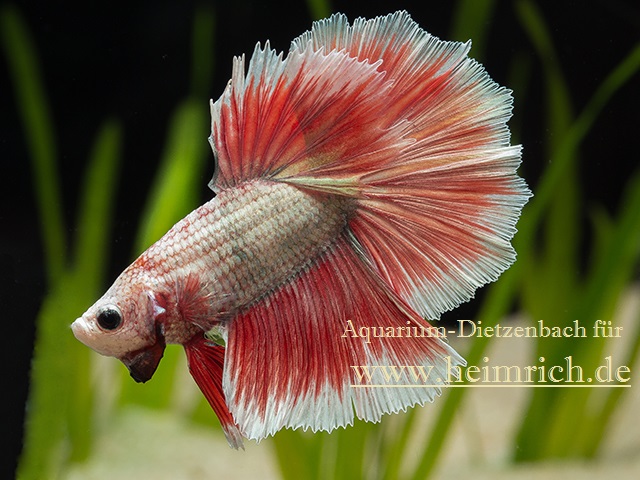 Siam. Kampffisch PREMIUM 'Halfmoon Special Color', lg (Betta splendens)