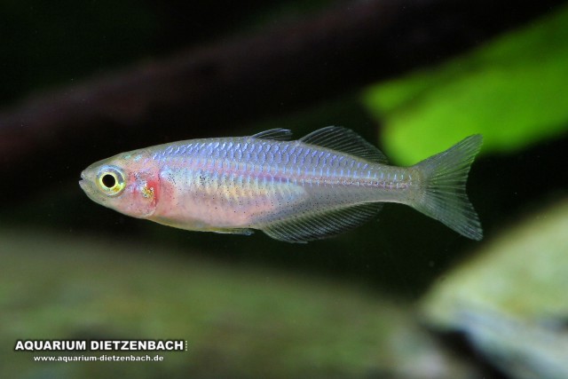 Melanotaenia boesemani spec. Orange - female (Boesemani Regenbogenfisch)