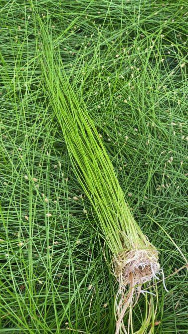 Eleocharis vivipare