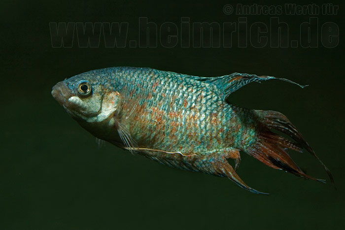 Paradiesfisch, BLUE lg (Macropodus opercularis)