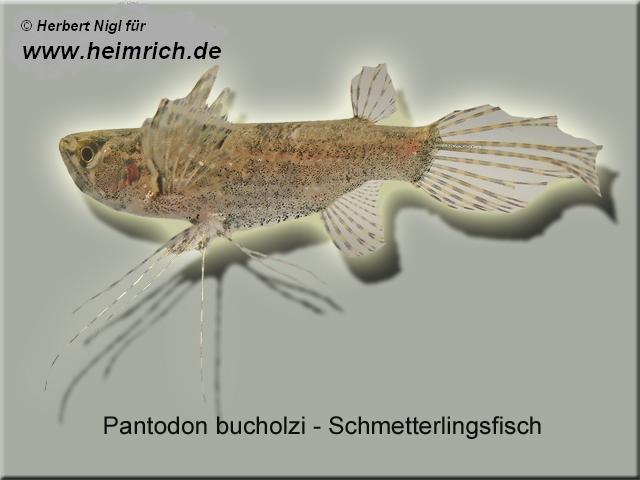 Pantodon buchholzi (Schmetterlingsfisch)